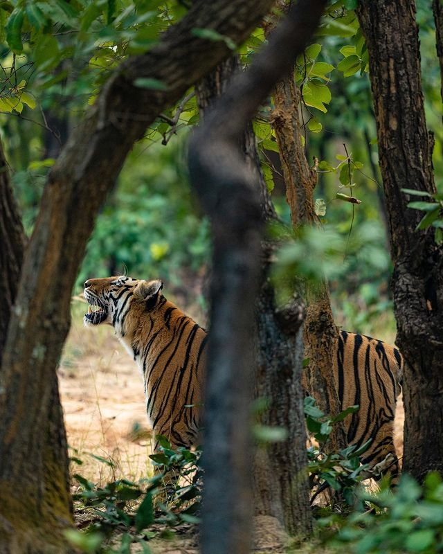 Facts about Bengal Tigers you might not know - Bandhavgarh National Park